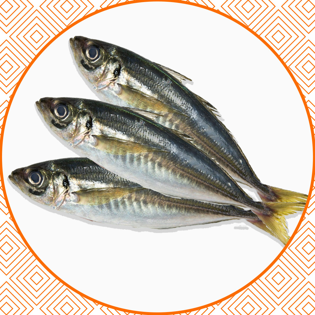 Maquereau fish fresh