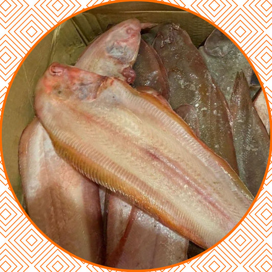 Sole fish fresh